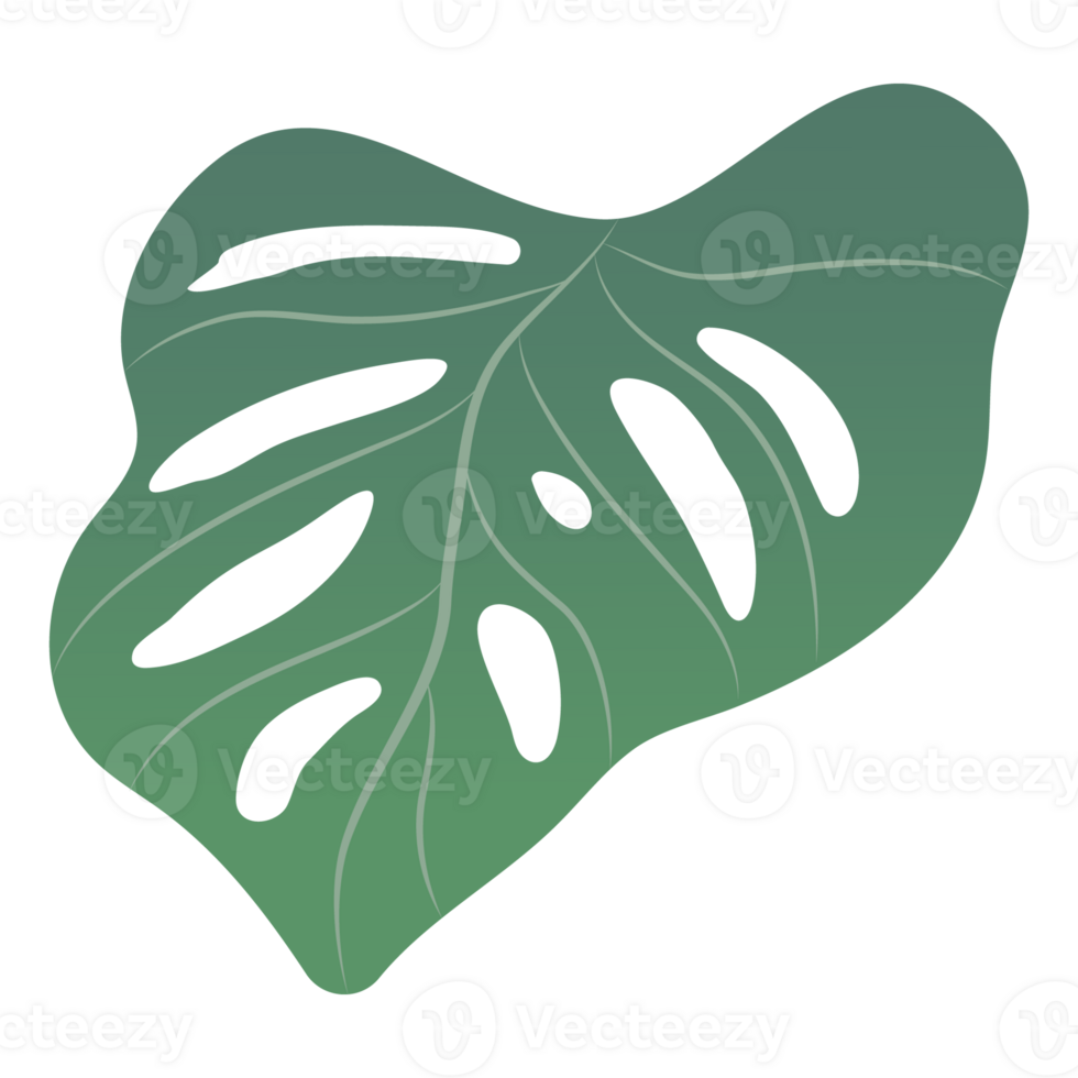 a Monstera leaf isolated on transparency background png
