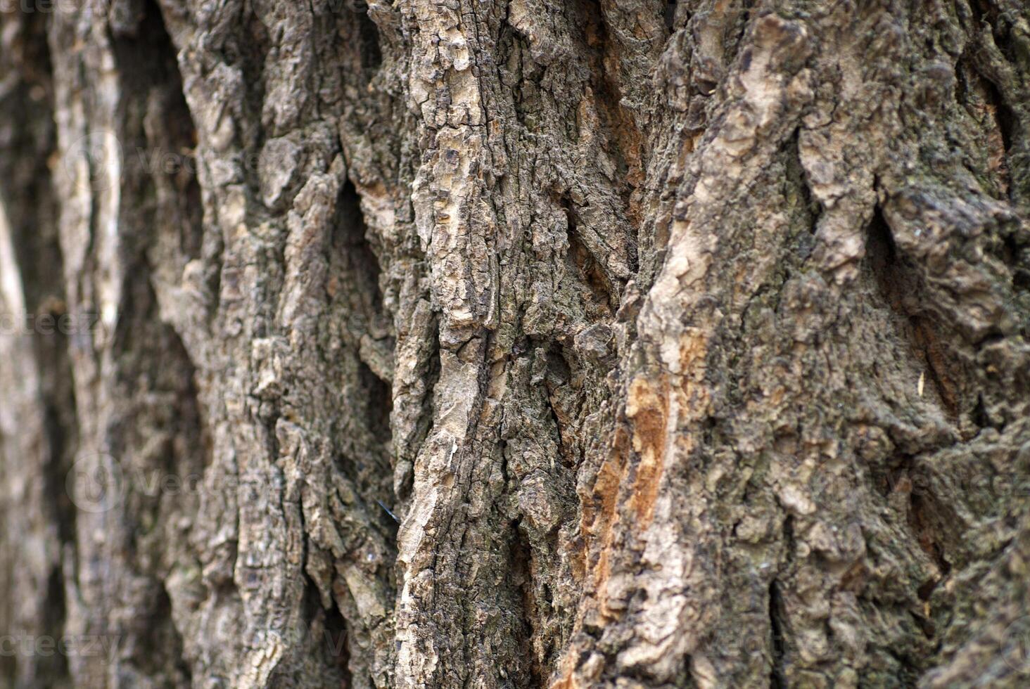 the texture of the tree photo