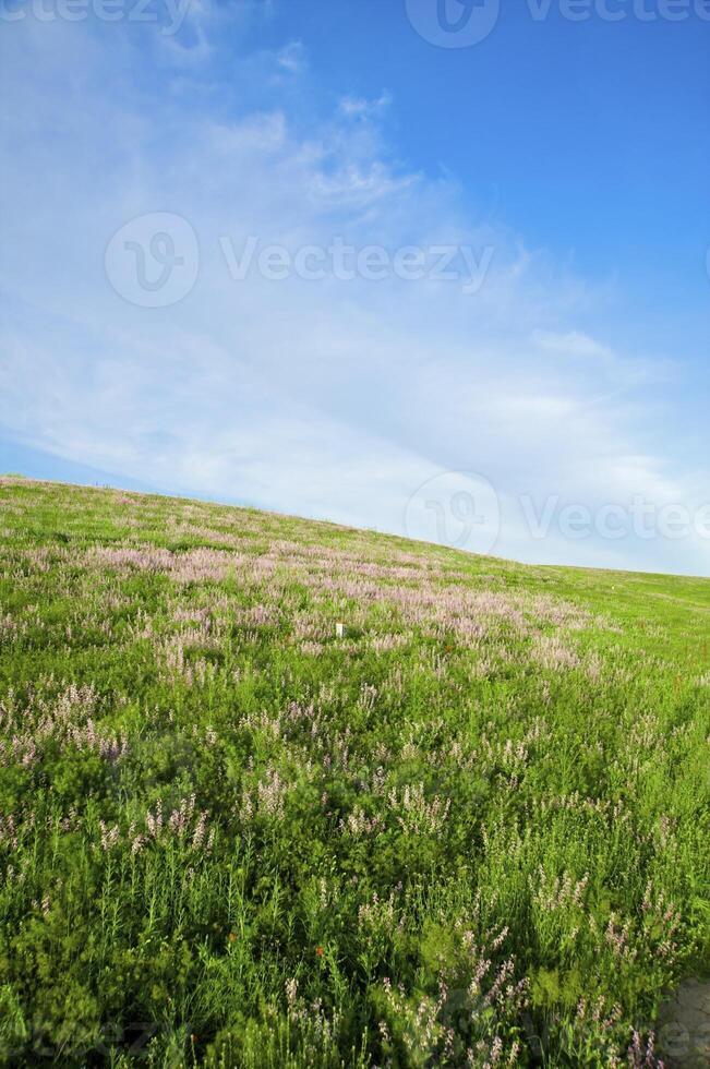 Blossoming spring steppe photo