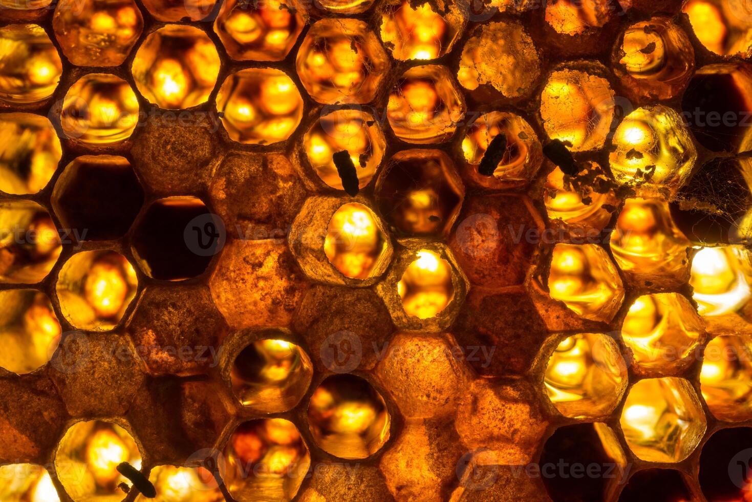 Studio Close-up of Honeycomb photo