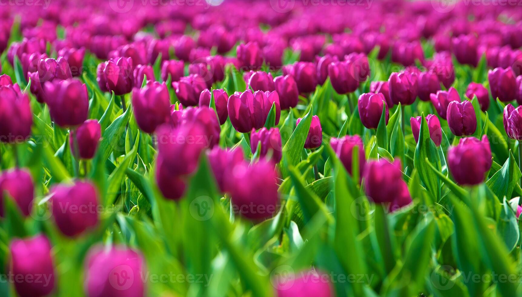 Tulips on the garden photo