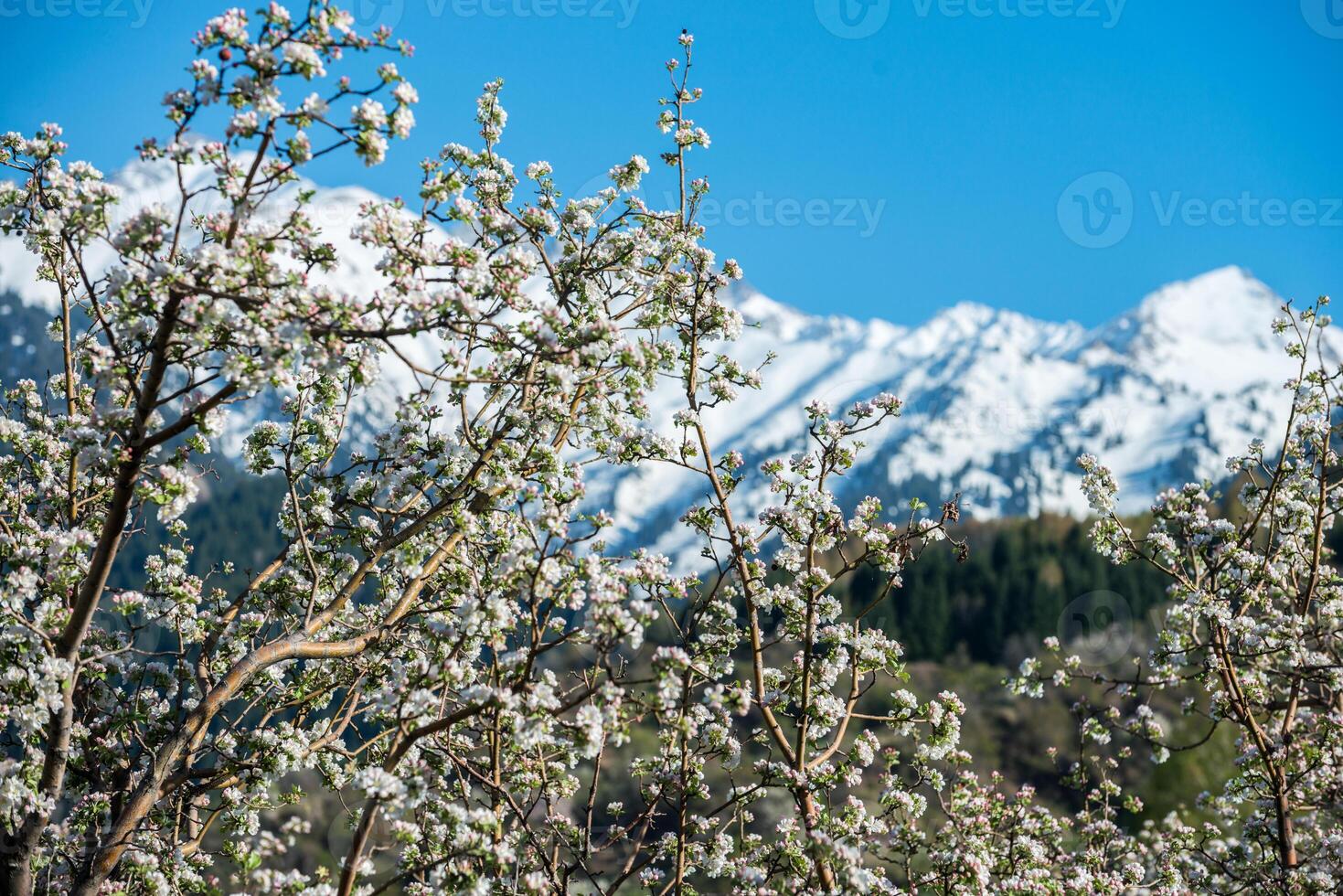 Gardens of blooming apples photo