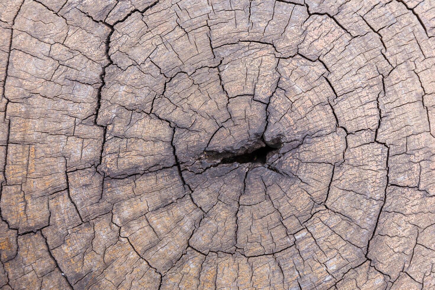 Old Wood texture photo