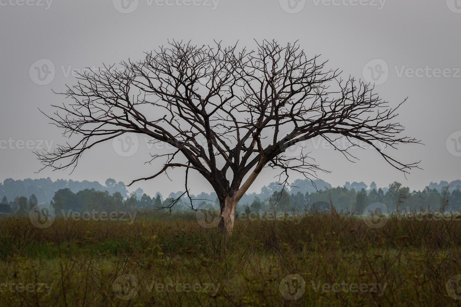 Dead tree and sky photo