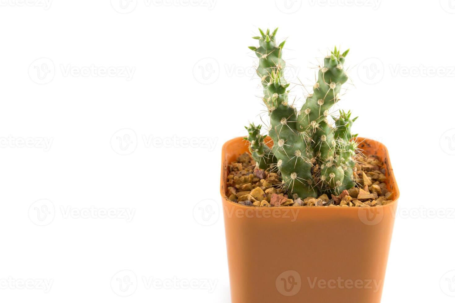 cactus in the small pot photo