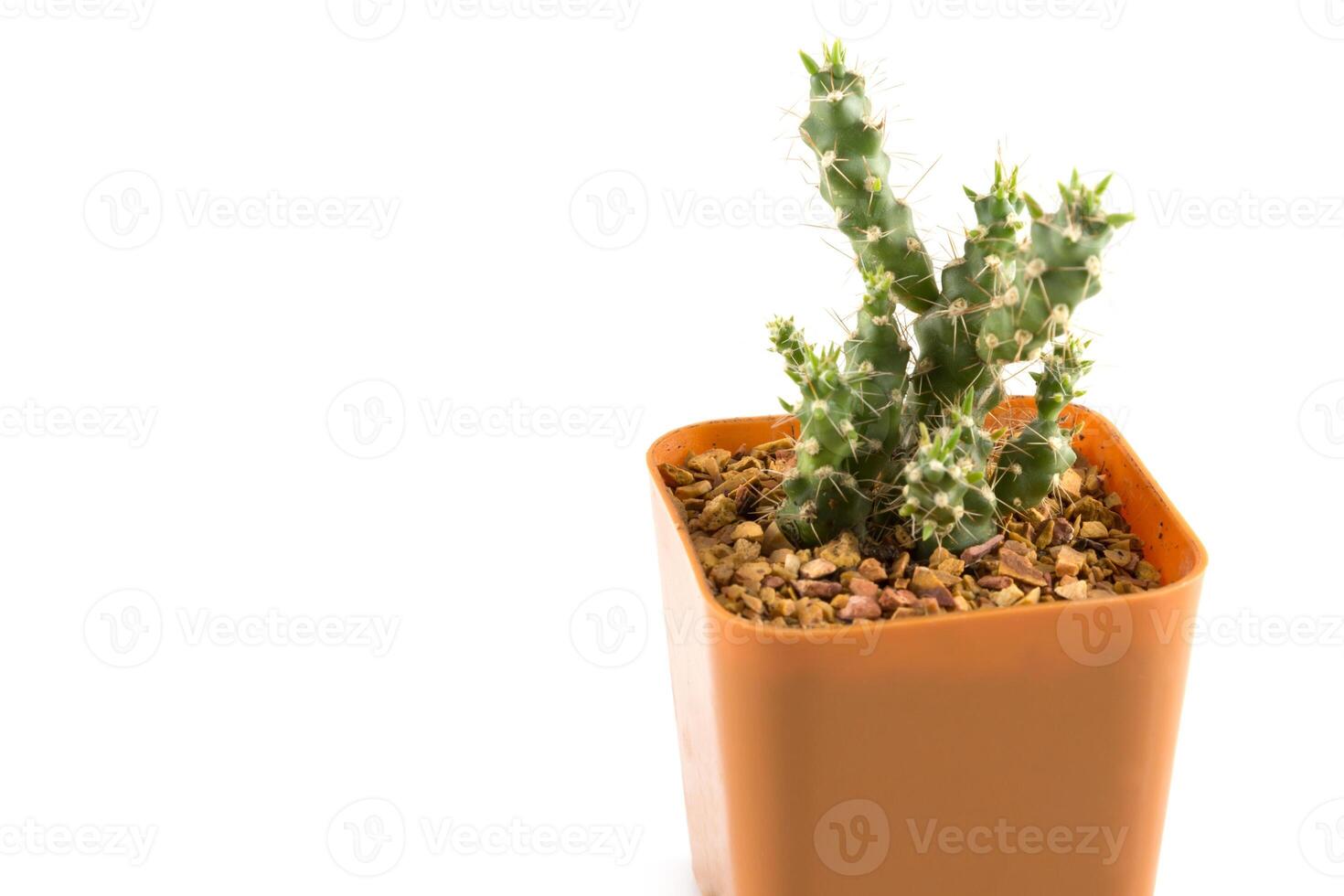 cactus in the small pot photo