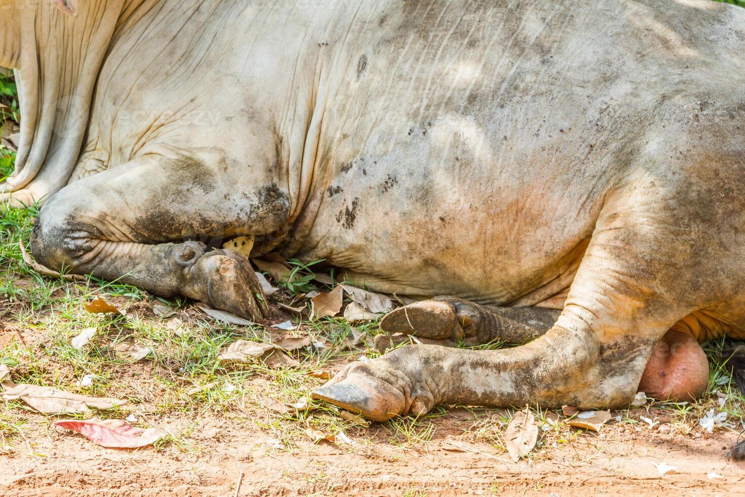 foot cows resting under the tree photo