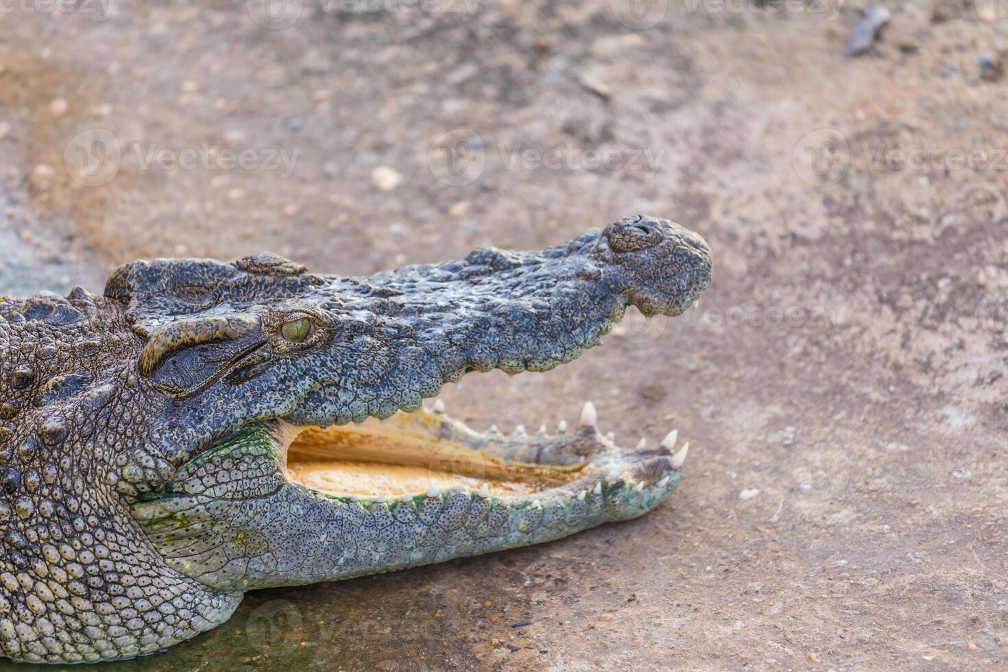 Head of crocodile photo
