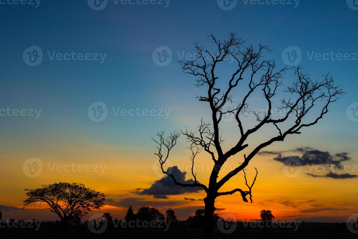 Big tree silhouette sunset photo