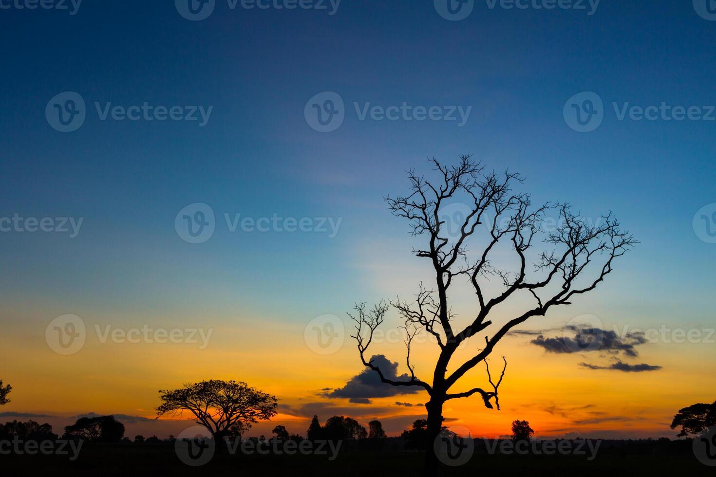 Big tree silhouette sunset photo