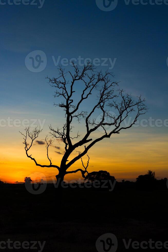 tree silhouette sunset photo