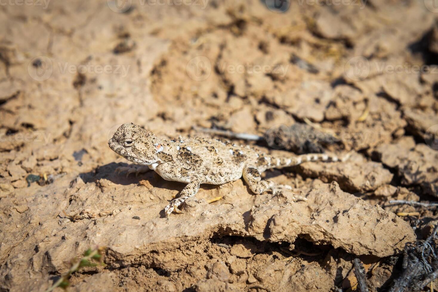 Toadhead agama lizard in its burrow in the sand of the desert photo