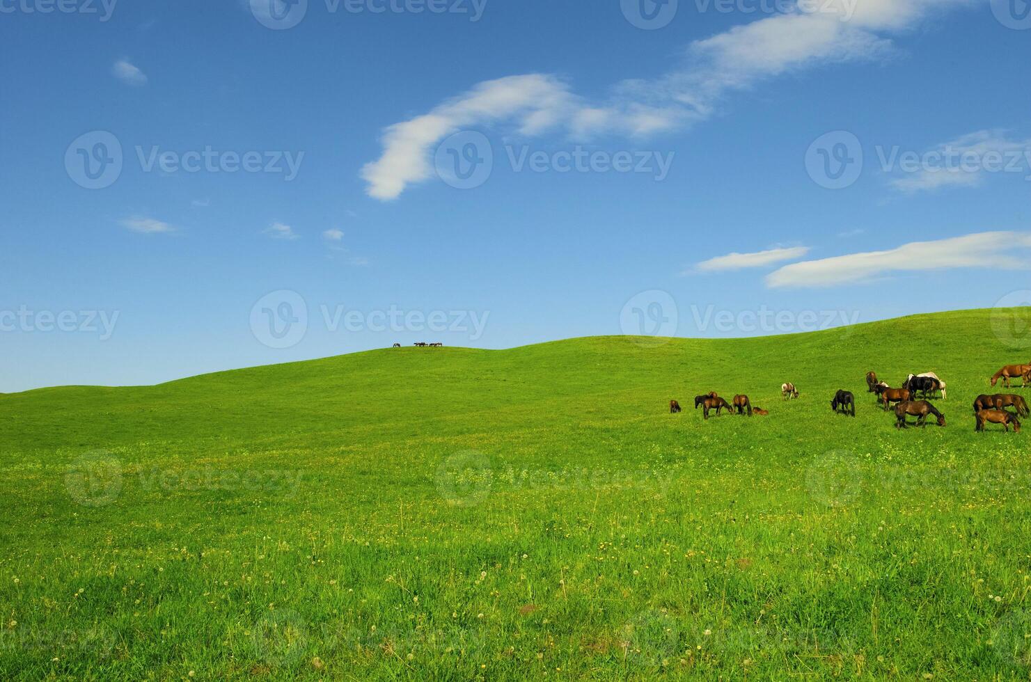 Horses it is passed in the Alpine meadow photo