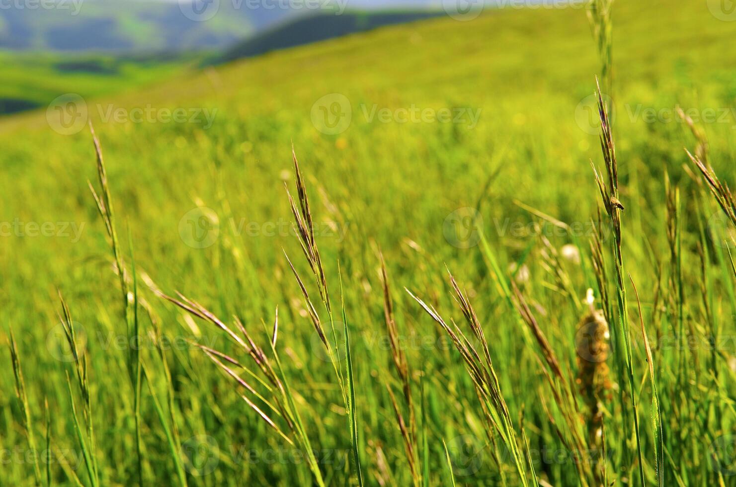 Wild flower in the mount photo