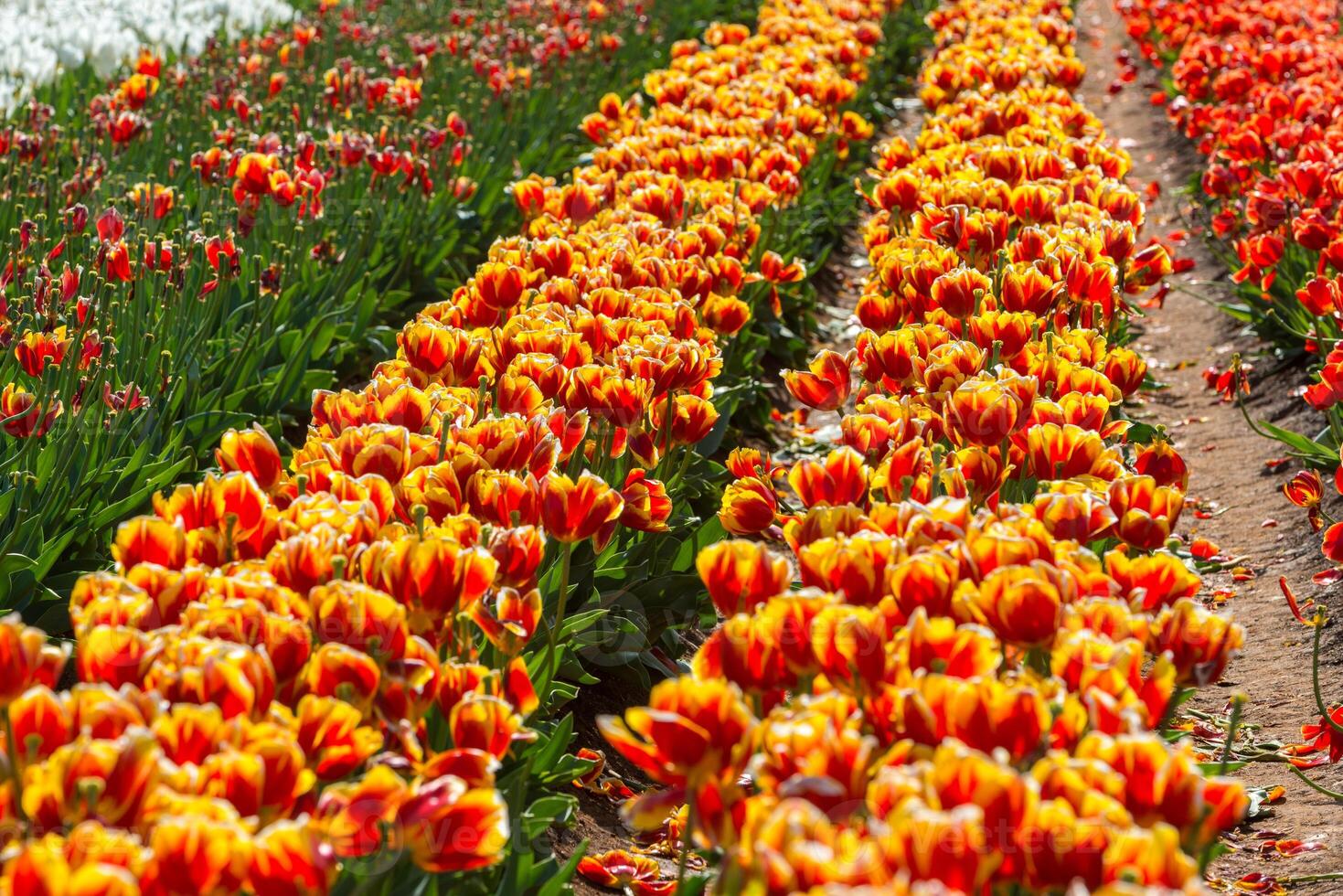 Spring Blooming, tulip Fields in Full Color photo