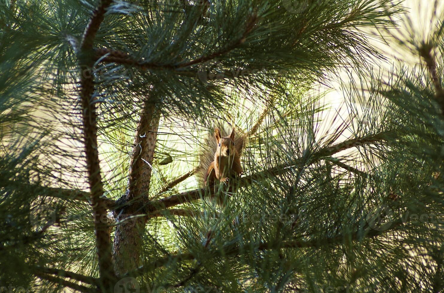 Squirrel chomping on nuts photo