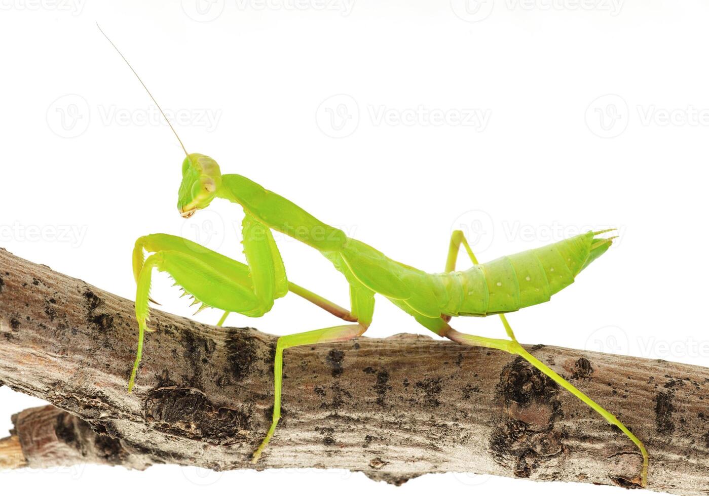 Close-up of a praying green mantis. Studio shot photo