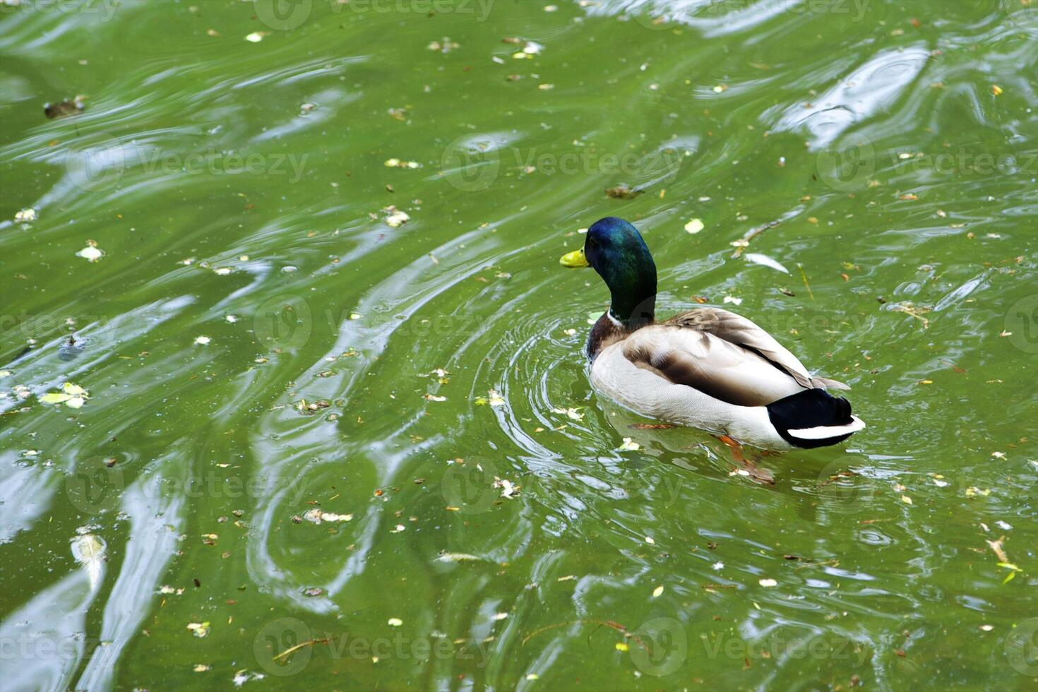 Wild duck on the big lake photo