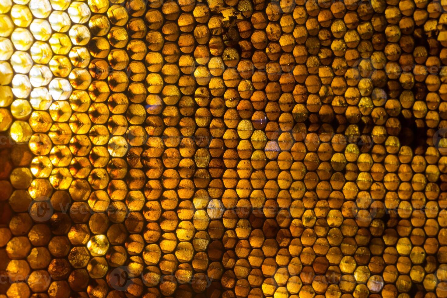 Studio Close-up of Honeycomb photo