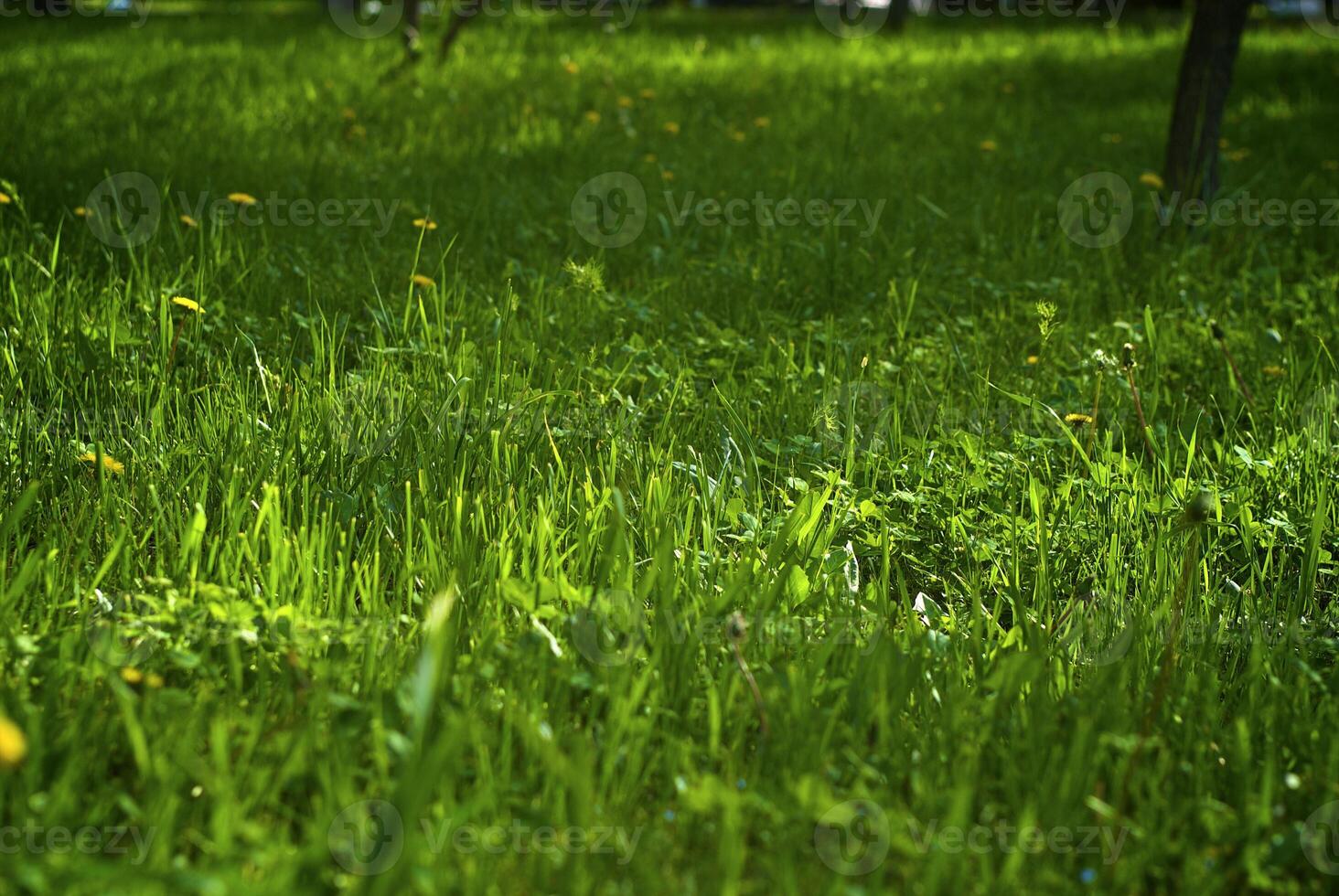 Green grass with yellow dandelions photo