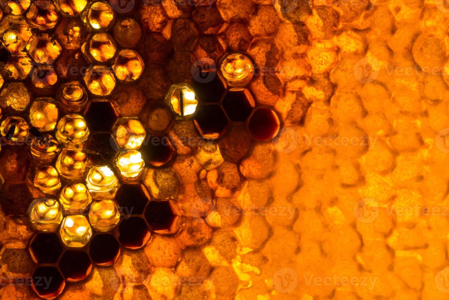 Studio Close-up of Honeycomb photo