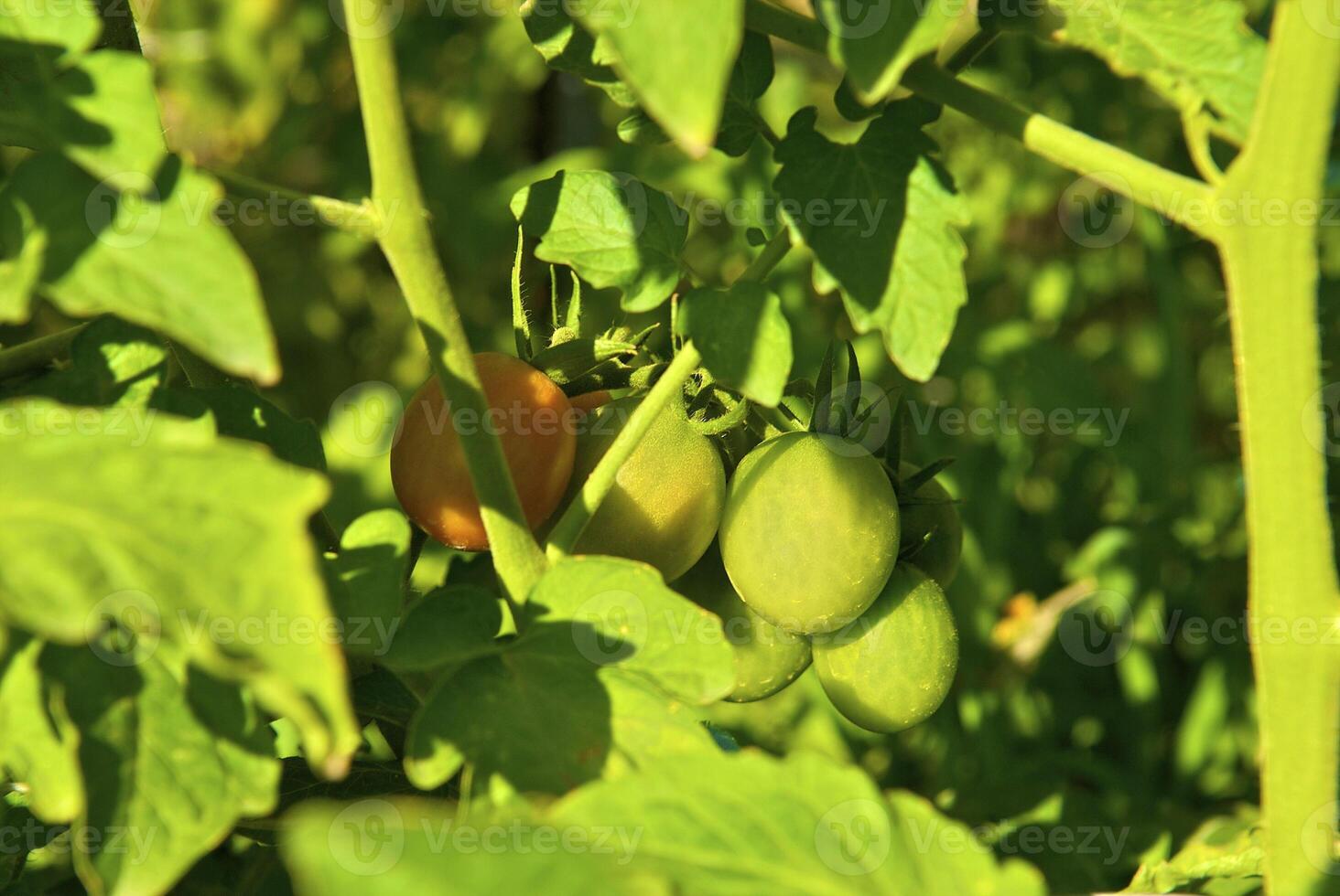 Small tomatoes on the branch in the vegetable-garden photo