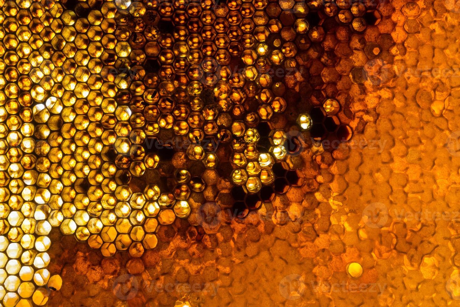 Studio Close-up of Honeycomb photo