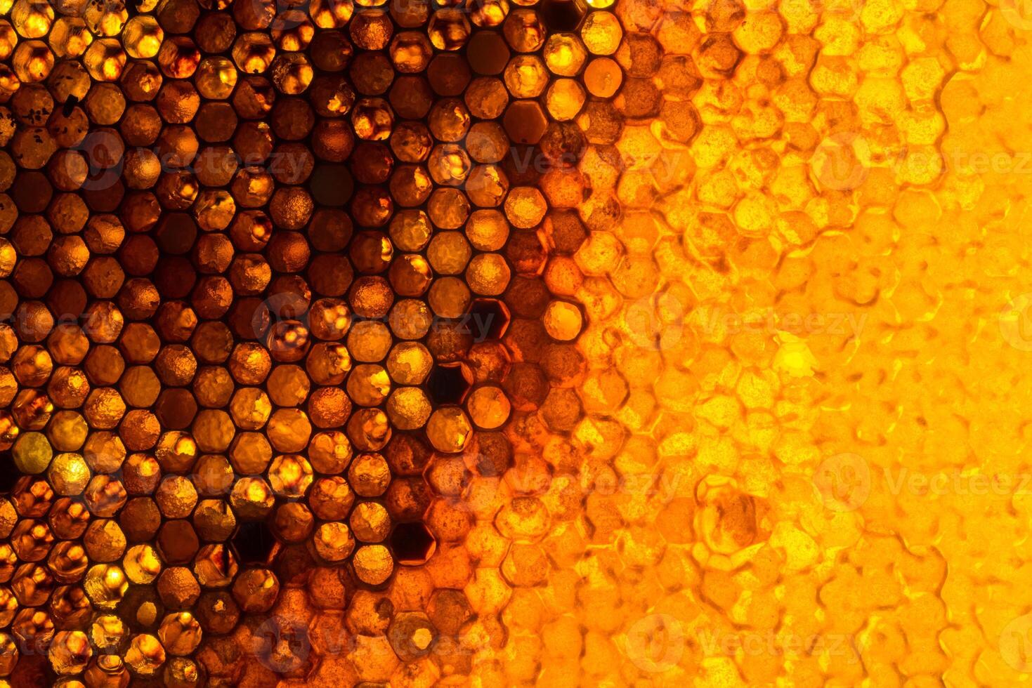 Studio Close-up of Honeycomb photo