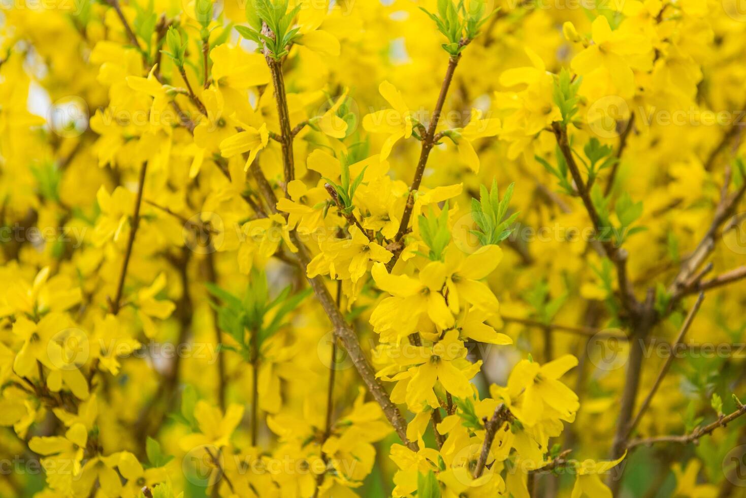 Blooming trees in spring photo