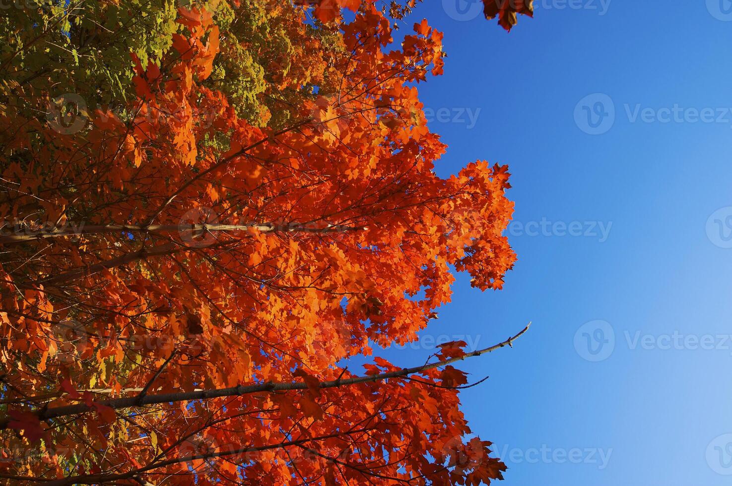 Autumnal trees on the sunset into park photo