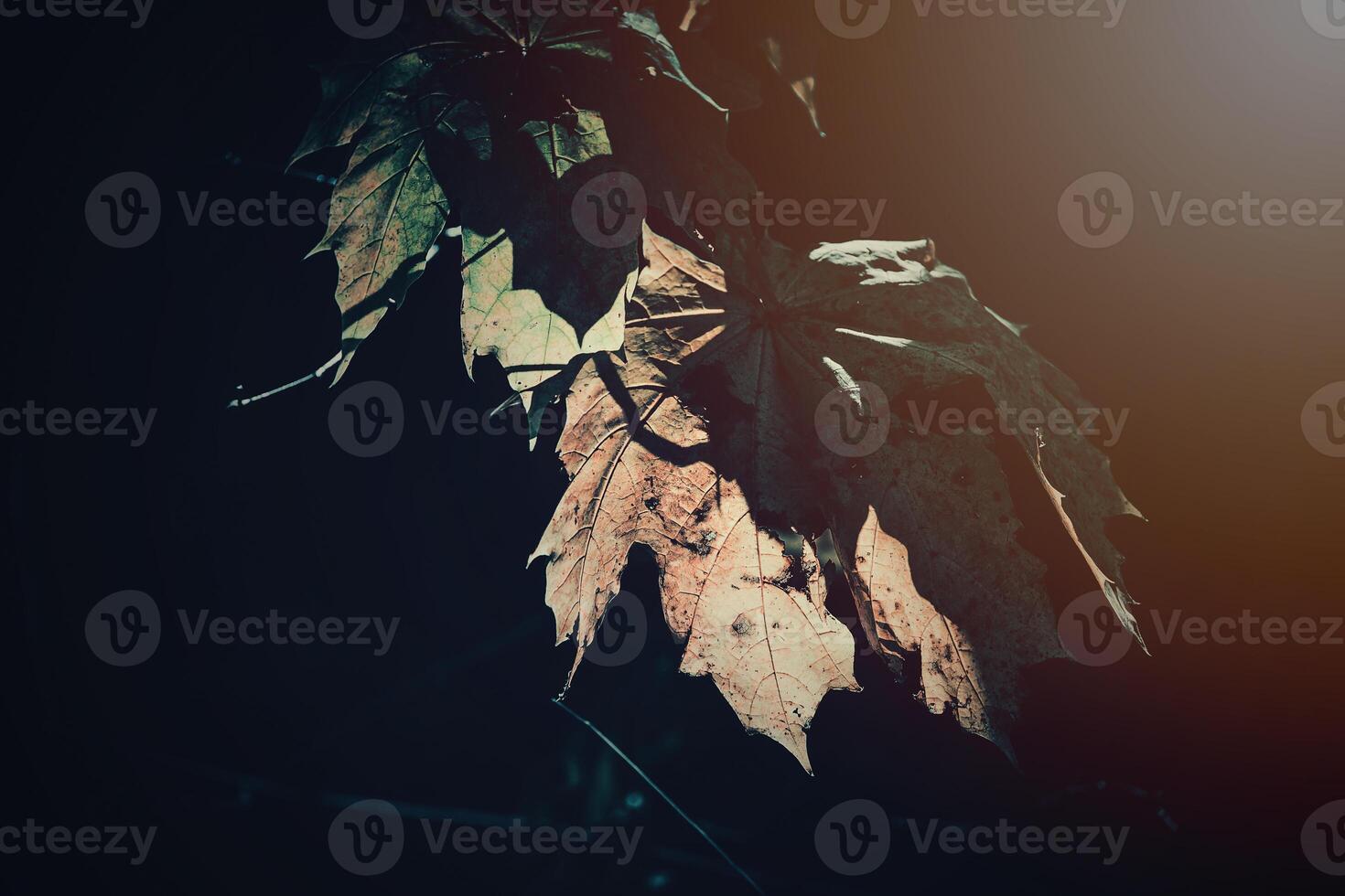 autumn golden leaves on the tree lit by warm soft afternoon light photo
