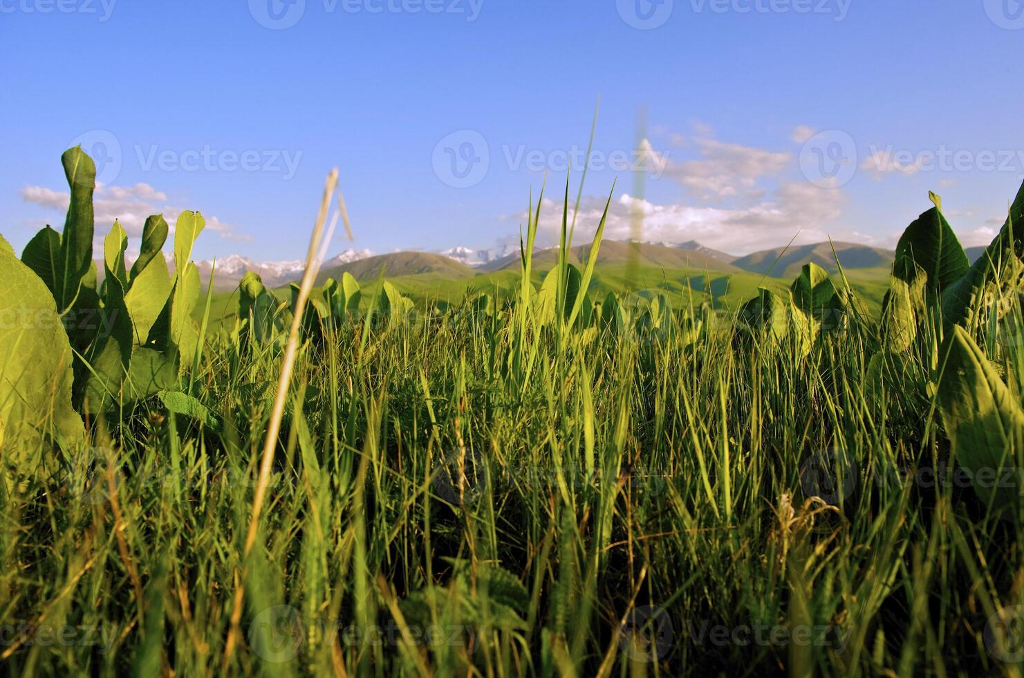 Wild flower in the mountains photo