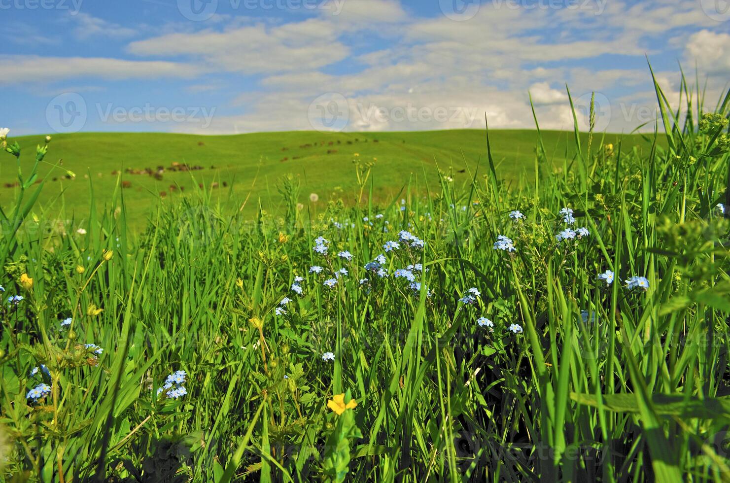 Wild flower in the mount photo