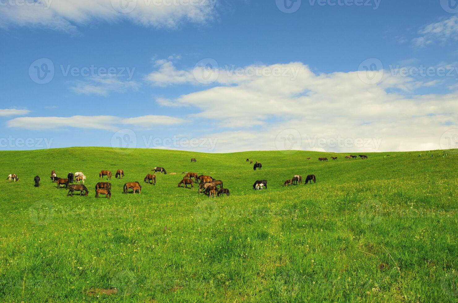 Horses it is passed in the Alpine meadow photo