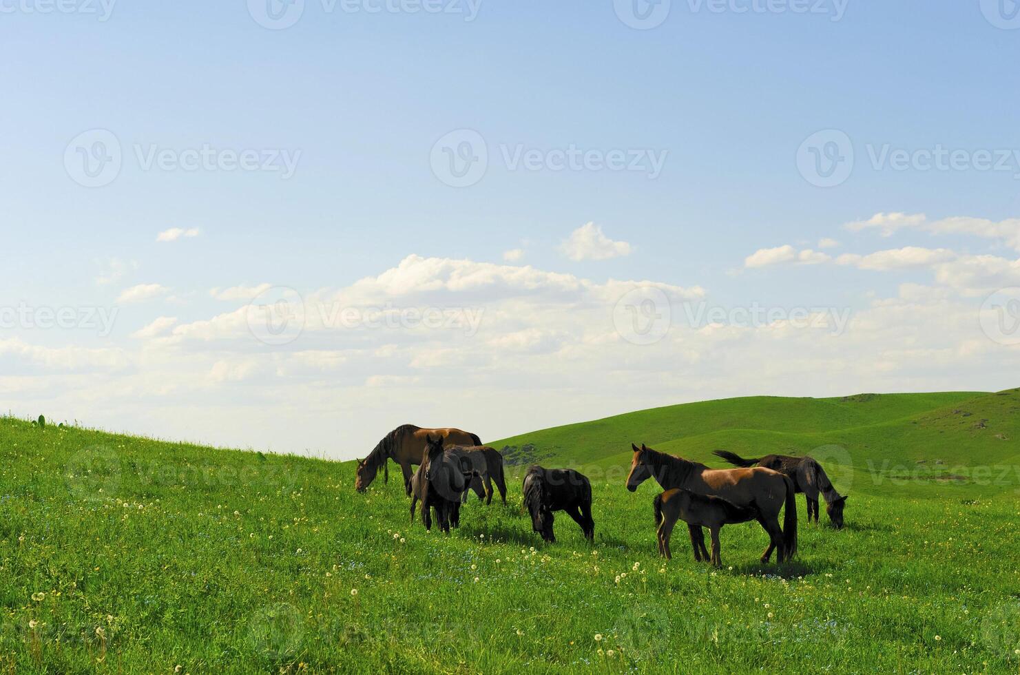 Horses it is passed in the Alpine meadow photo