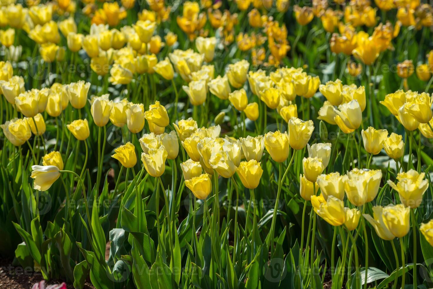 Spring Blooming, tulip Fields in Full Color photo