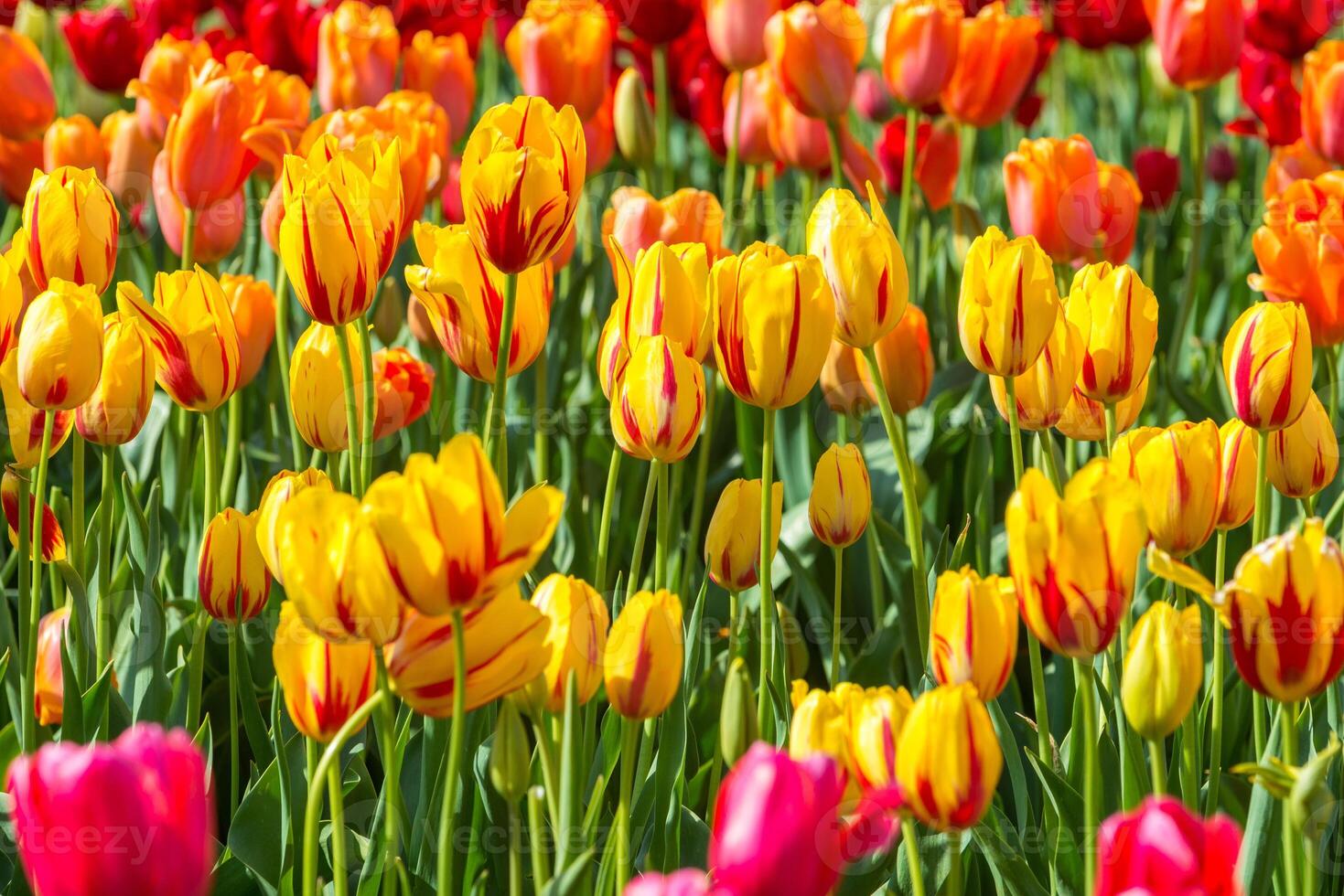 Spring Blooming, tulip Fields in Full Color photo