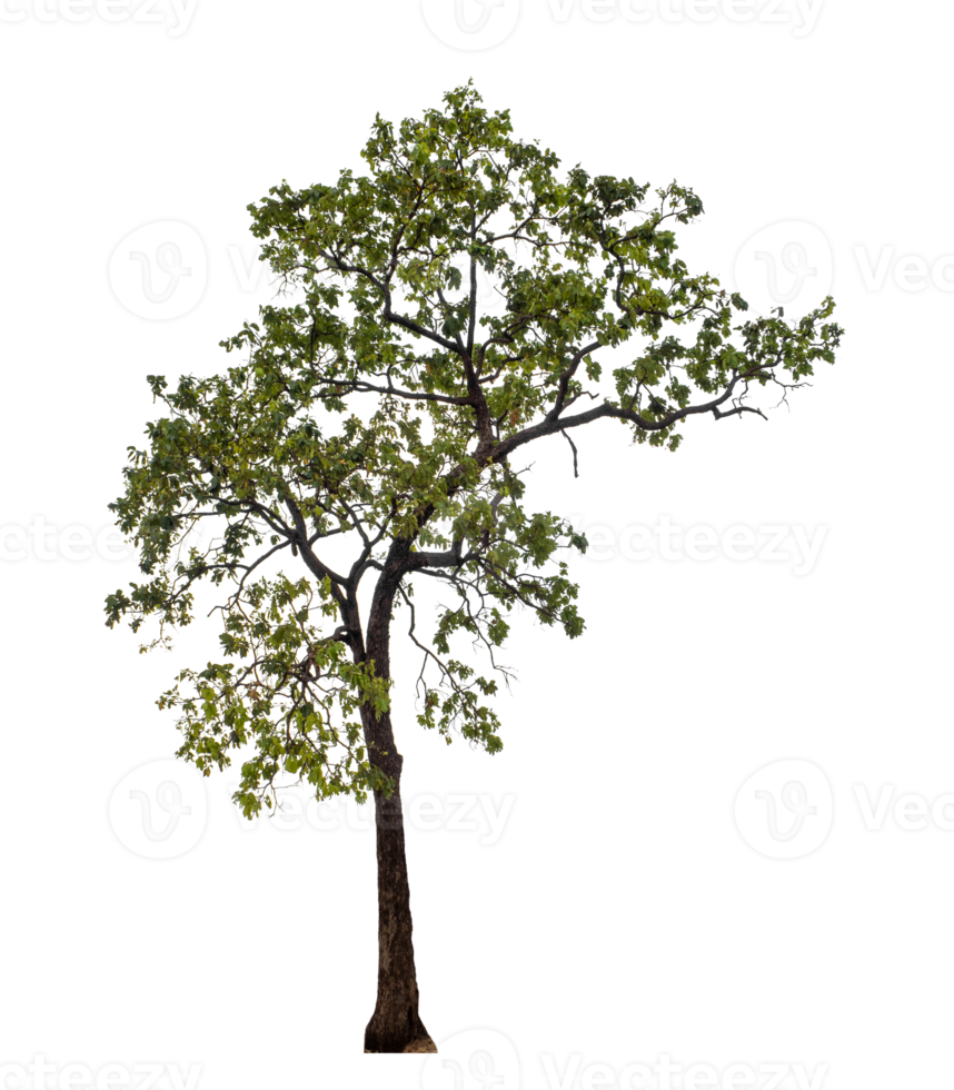 Tree on transparent background with clipping path, single tree with clipping path and alpha channel png
