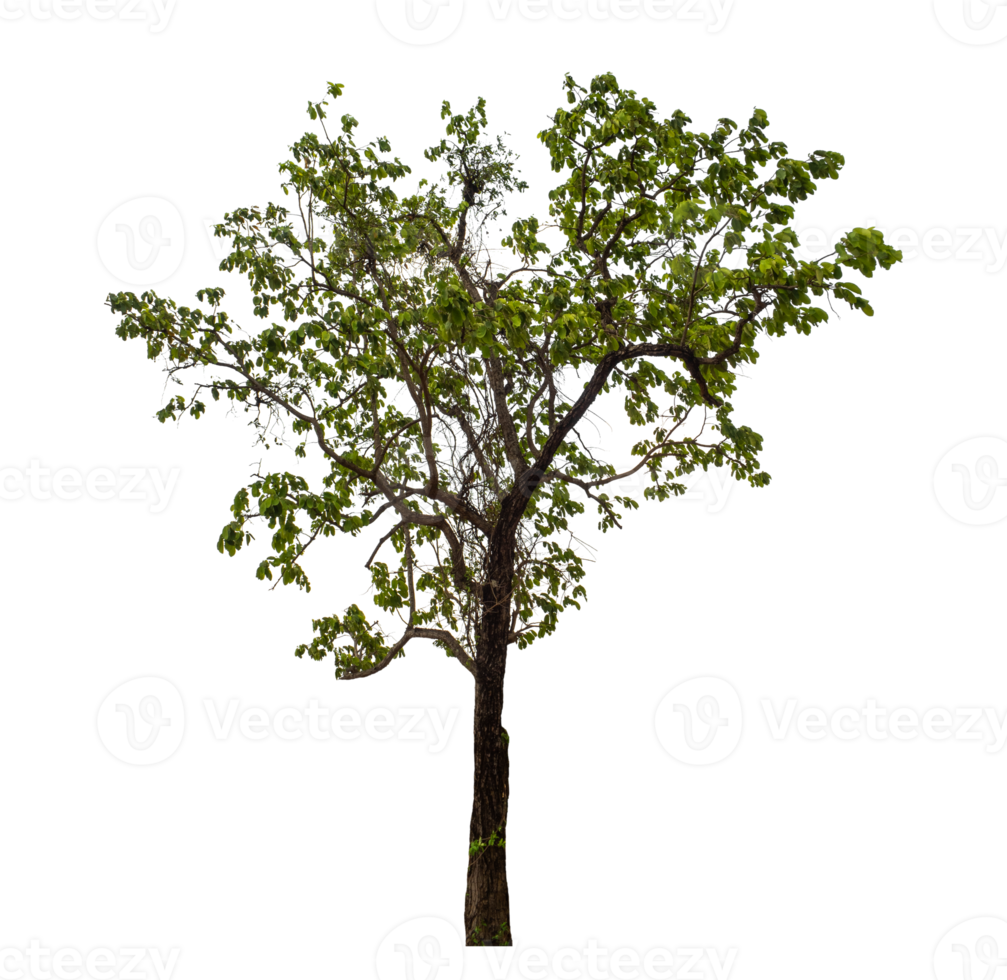 Tree on transparent background with clipping path, single tree with clipping path and alpha channel png