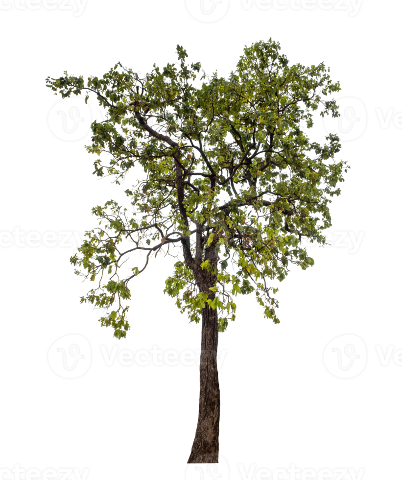Tree on transparent background with clipping path, single tree with clipping path and alpha channel png