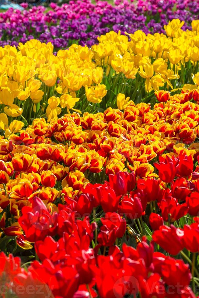 Spring Blooming, tulip Fields in Full Color photo