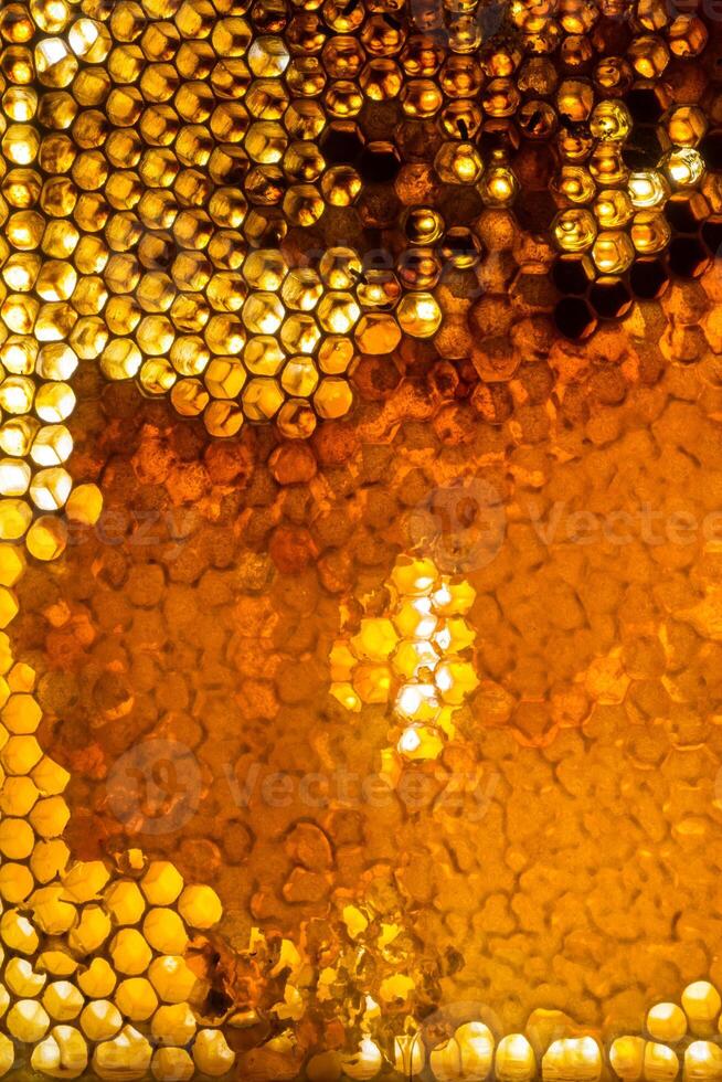 Studio Close-up of Honeycomb photo