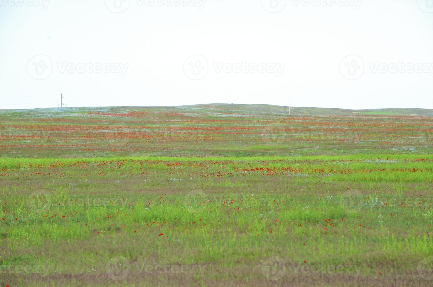 Vessenie fields it is red-allogo a poppy photo