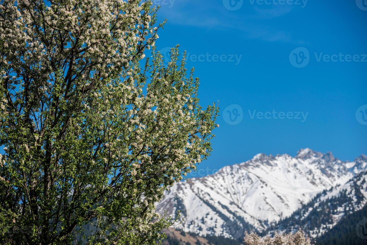 Gardens of blooming apples in the mountains of Almaty, Kazakhstan photo