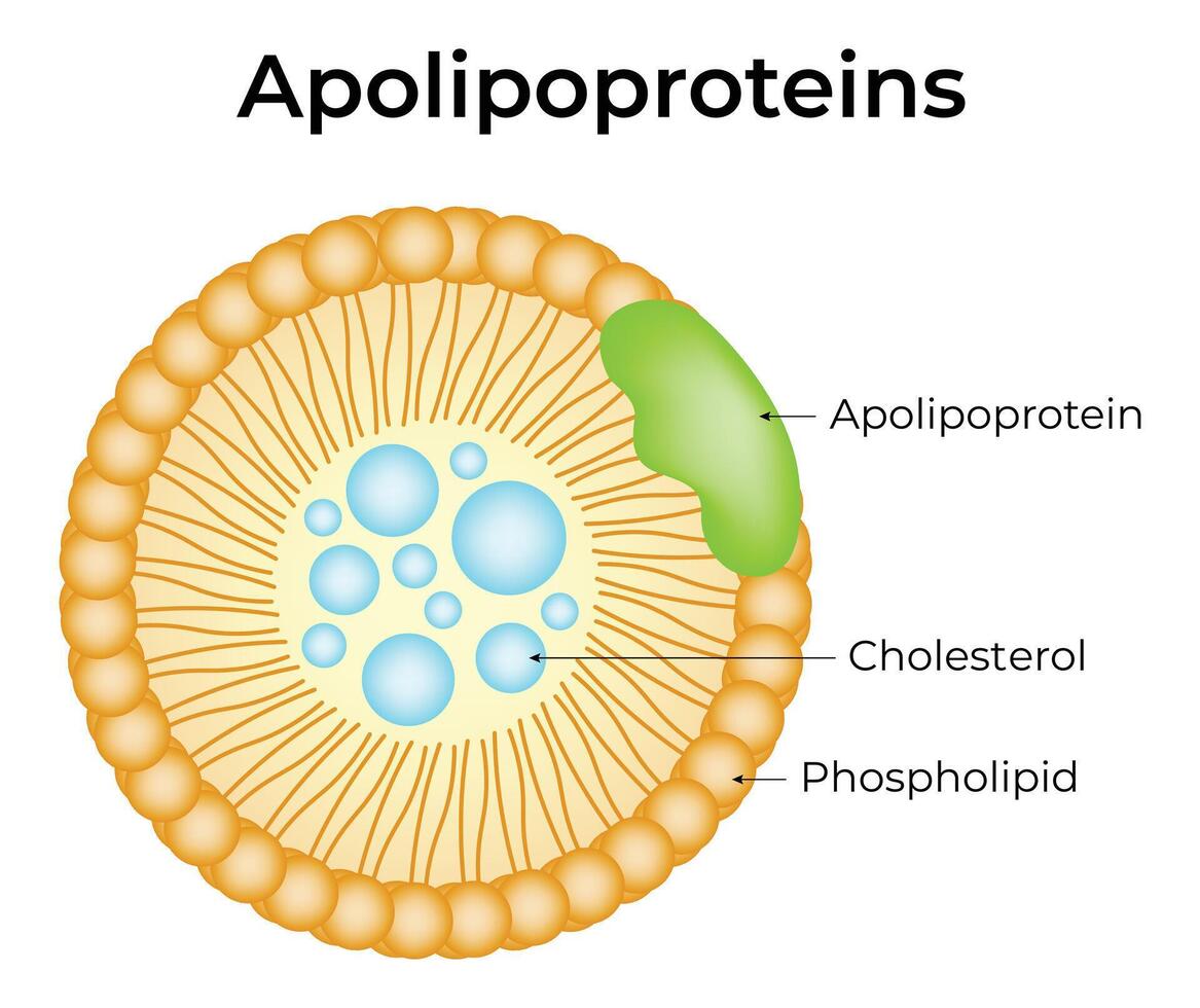Apolipoproteins Science Design Illustration Diagram vector