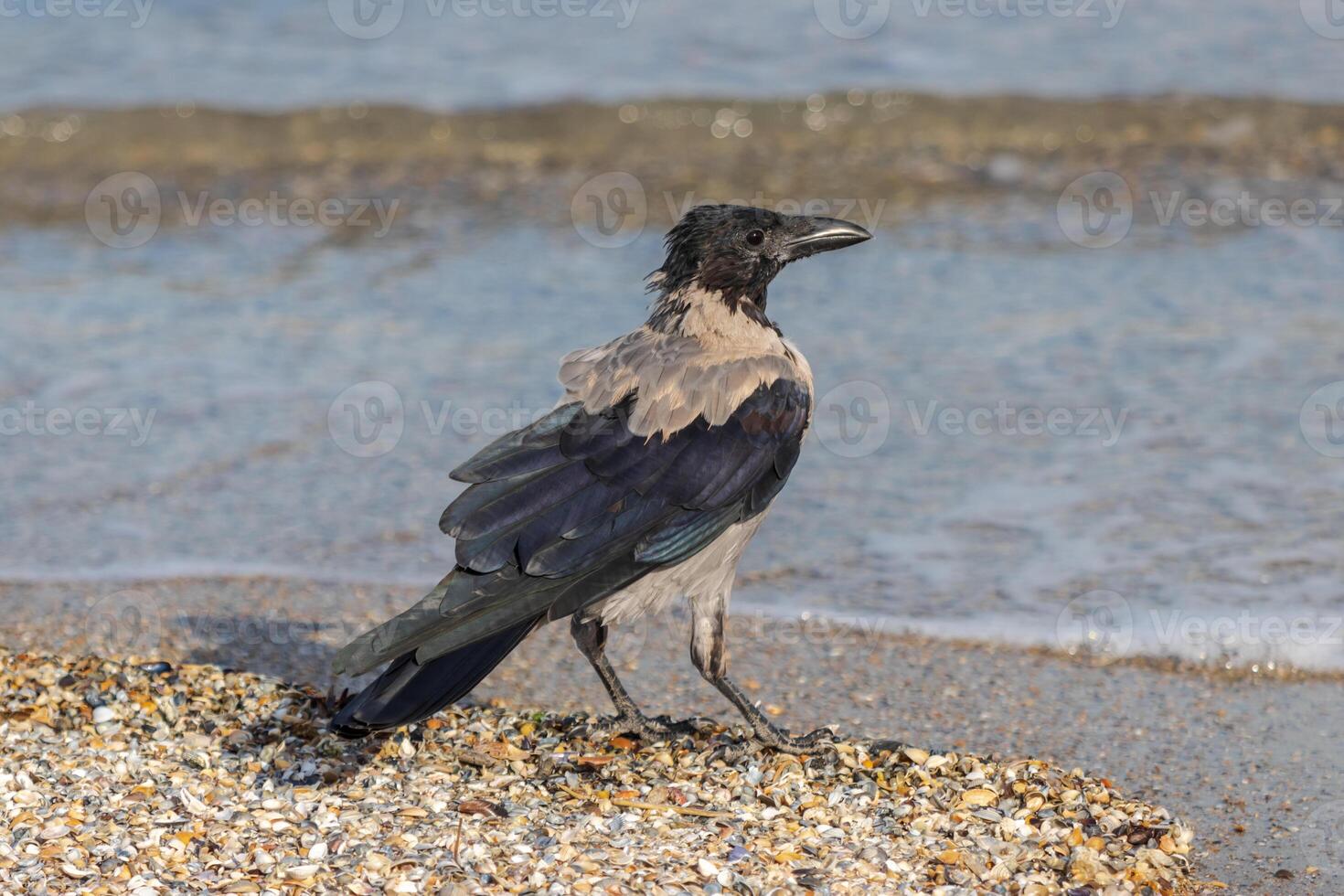 Close up photo of a hooded crow relaxing on the beach