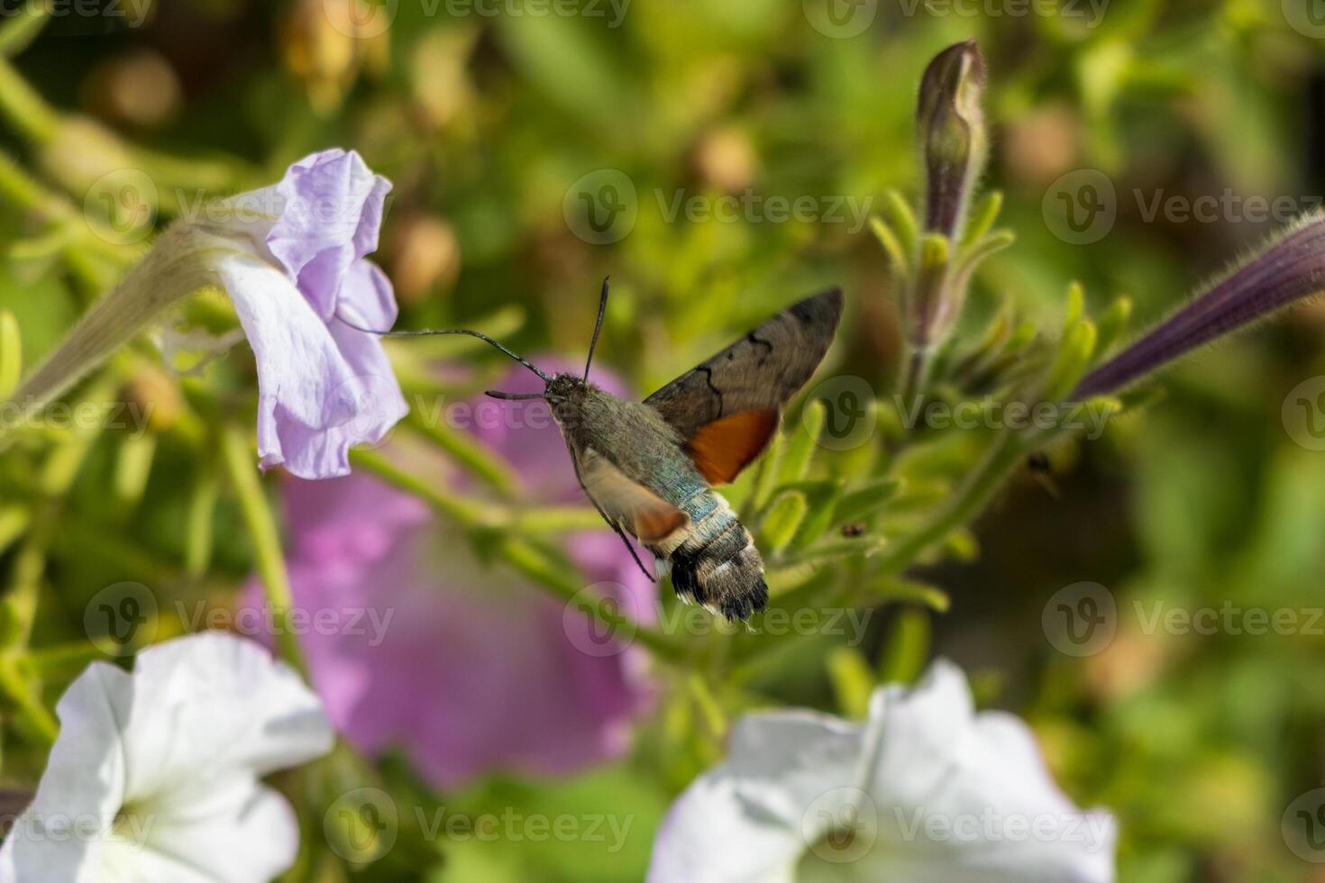Macro photo of a king moth drinking nectar from flowers