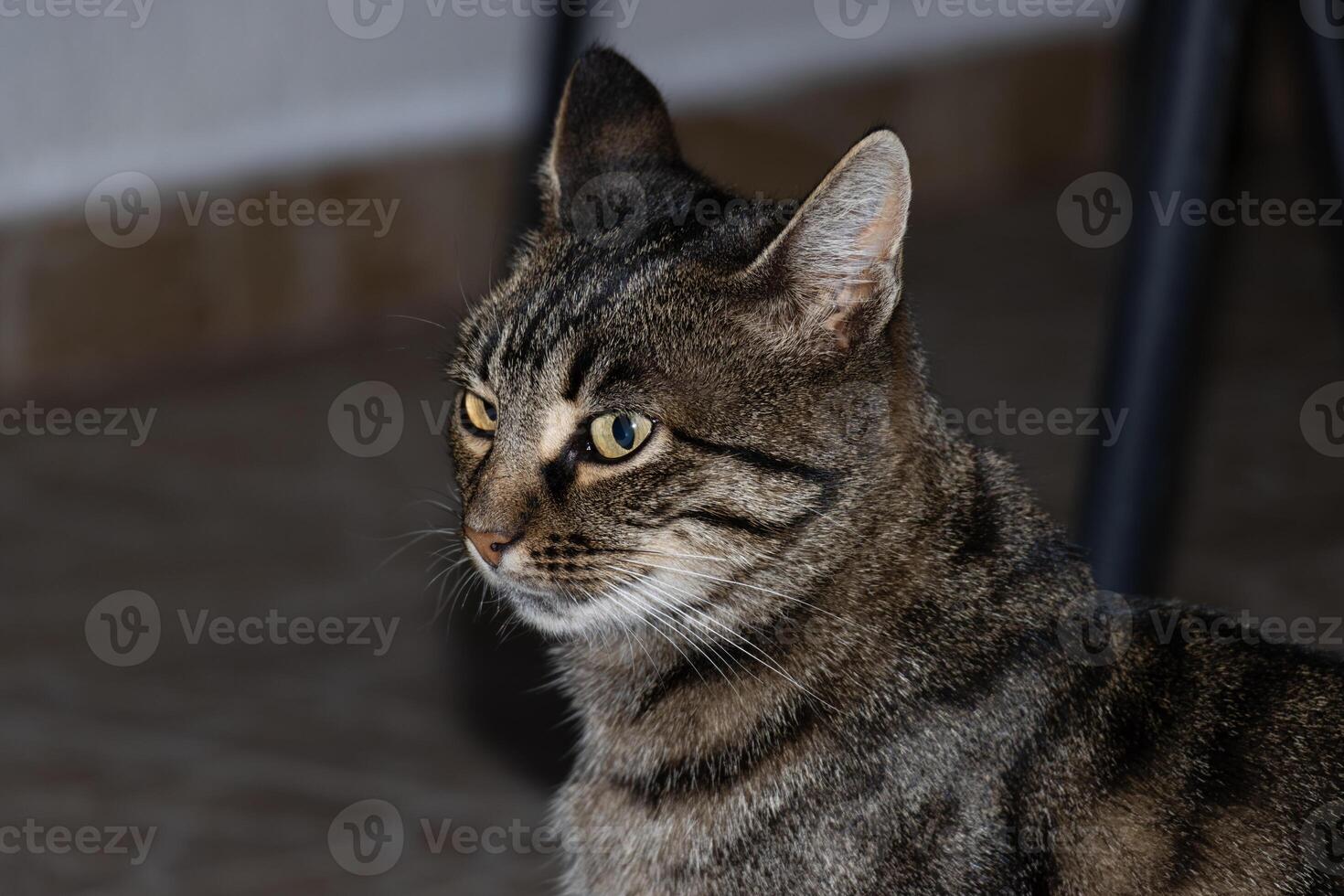 Close up photo of an adorable cat