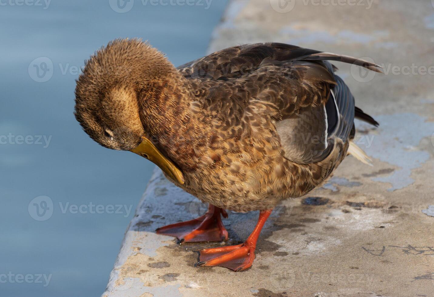 Close up photo of a wild duck relaxing by the lake
