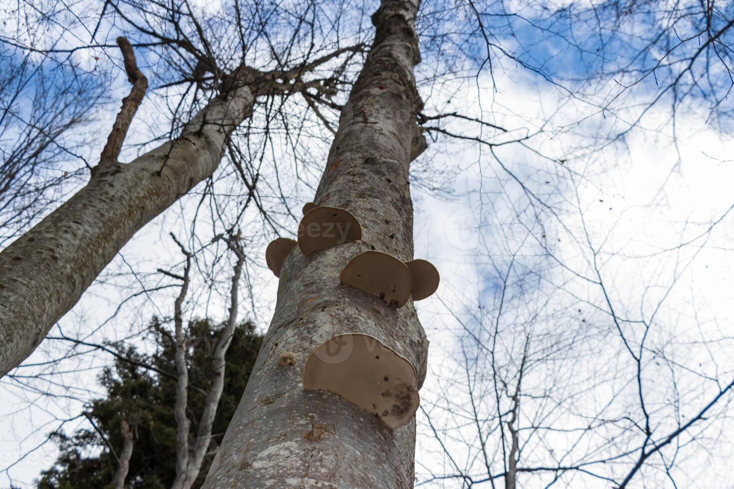 photo of mushroom growing on tree bark in the forest